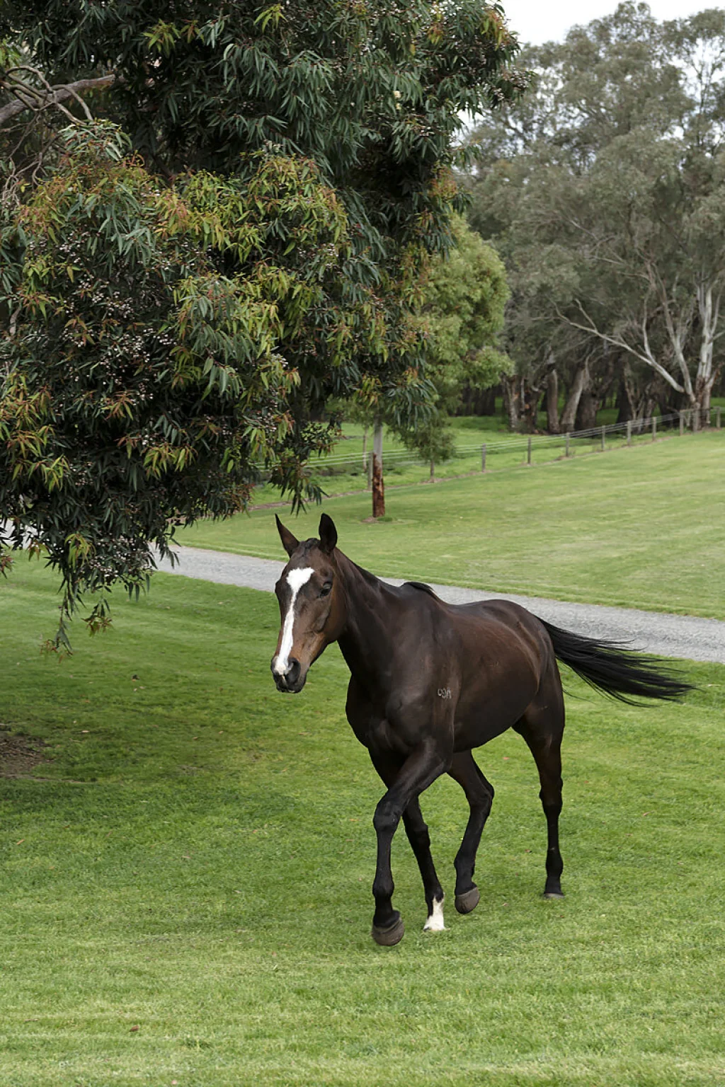 horse-stud-residence-23
