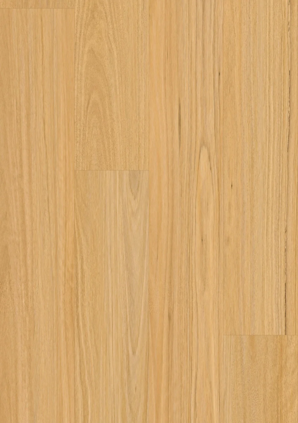 blackbutt-origin