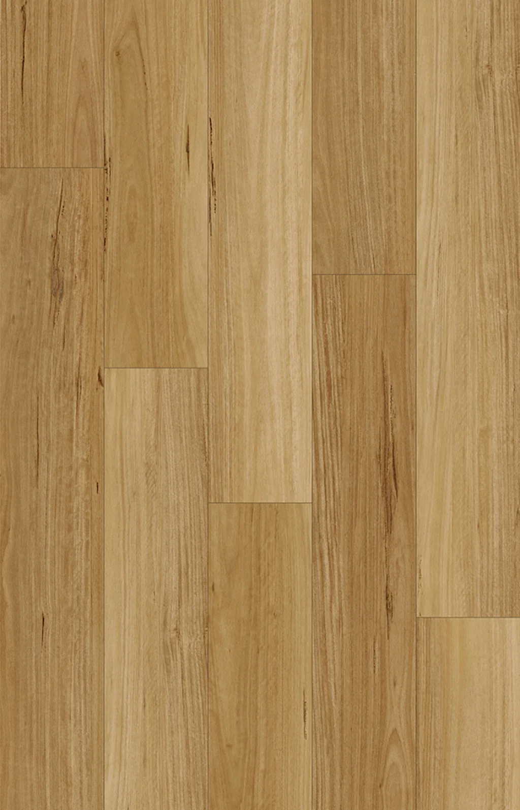 Blackbutt Tasman Image