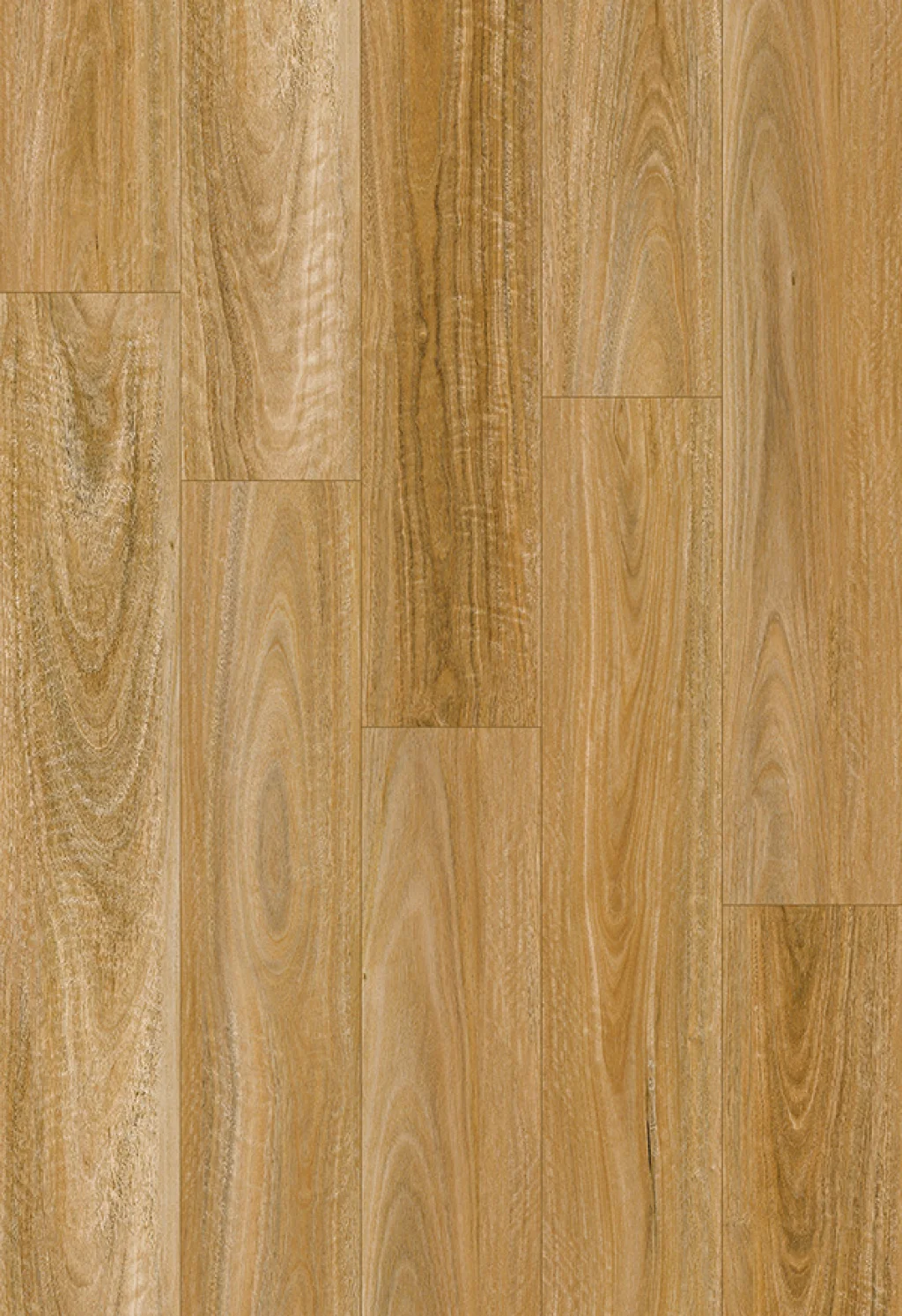 Spotted Gum Tasman Image